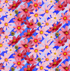 Isolated Calendula Daisy Real Flowers Photo Print Seamless Pattern Ombre Background Trendy Fashion Colors Elegant Chic Style Design Perfect for Allover Fabric Print