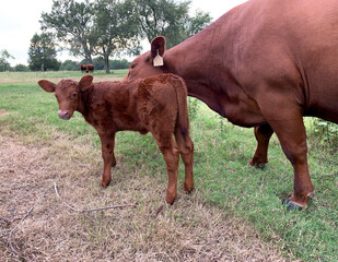 Calf and mother cow in Oklahoma farmland