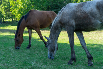 Group beautiful horses graze in pasture. Brown stallion and gray mare equus caballus eat green...