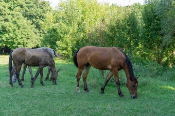 Group beautiful horses graze in pasture. Brown stallion and gray mare equus caballus eat green grass. Herd male and female perissodactyla on free paddock eating plants on sunny day. Bay roan horses.