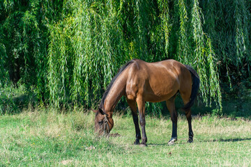 Beautiful bay horse grazing in pasture. Brown stallion eating green grass. Adult male equus caballus with black tail and mane on the field. Ginger perissodactyla pluck and eating plants on sunny day.