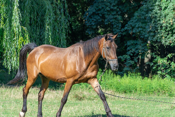 Obraz premium Beautiful bay horse grazing in pasture. Brown stallion watching the herd. Adult male equus caballus with black tail and mane on the field. Ginger perissodactyla pluck and eating plants on sunny day.