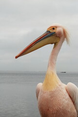 White pelican good profile