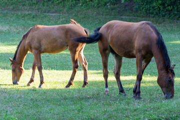 Fototapeta premium Brown mare and foal horse grazing in pasture and eating green grass. Beautiful mane ears eyes nostrils. Little horse and adult female equus caballus perissodactyla pluck and eating plants on sunny day