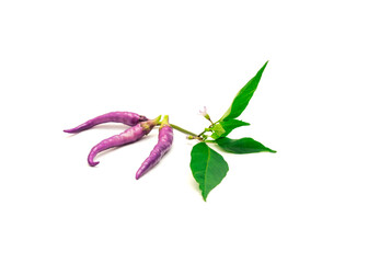 Three fresh purple Buena Mulata peppers with fresh leaves and flower isolated on white background