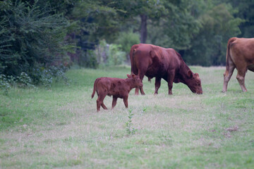 Fototapeta premium Calf and mother cow grazing in Oklahoma farmland