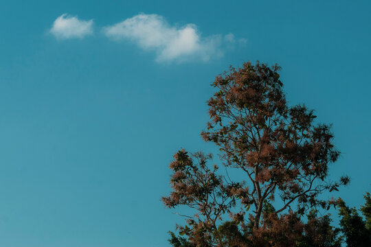sky and tree