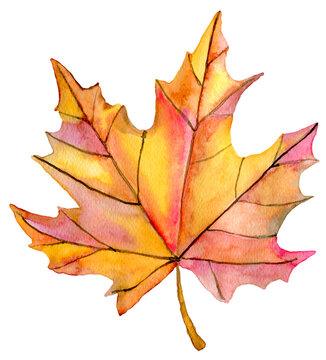 Watercolor autumn leaf  isolated on white background. Floral illustrations.
