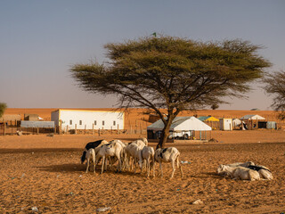 Livestock in Boutilimit, Mauritania, Sahara Desert, West Africa