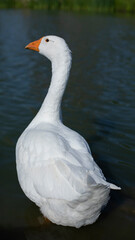Fototapeta premium Goose on water. White goose close-up. Waterbird in summer. Farm details.