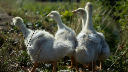 Geese on farm. Goose family in summer. Water birds on shore of pond.