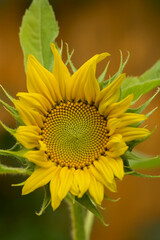 Fototapeta premium A sunflower in bloom close up