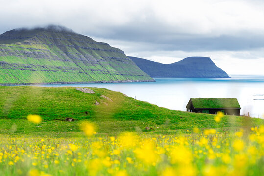 Grass Roof House Overlooks The Fjord And The Ocean With Yellow Flowers, Sydrugota, Eysturoy Island, Faroe Islands, Denmark