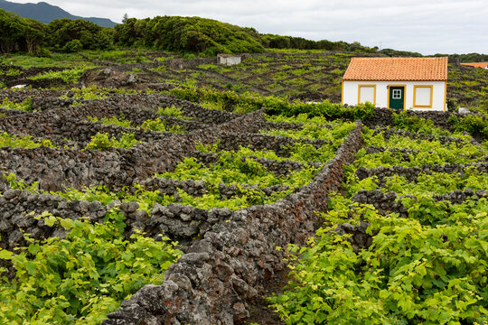 Stone walls around the vineyards at Biscoitos village, Terceira island, Azores, Portugal, Atlantic