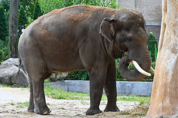 Fototapeta premium Elephant eat grass for breakfast in the morning 
