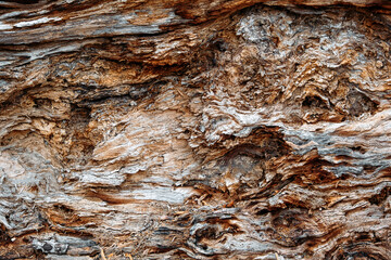 Tree Bark pattern texture background, Close Up of Bark Inner Tree Stump. Old tree bark trunk