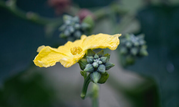 Loofah, Luffa flower and buds closeup with blurred background