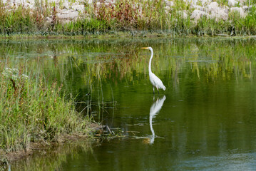 White Egret And Its Reflection On A Pond