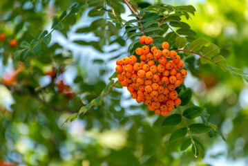 Orange Rowan Tree Berries In Early August - obrazy, fototapety, plakaty