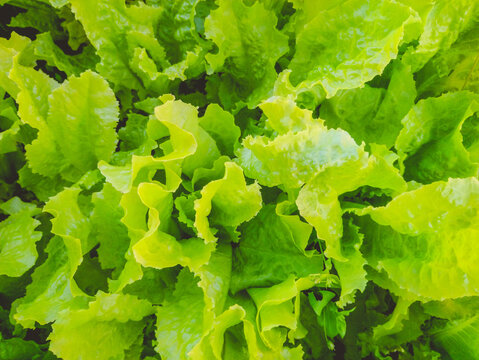 Fresh green Lettuce salad background. Close-up of green leaf in garden bed