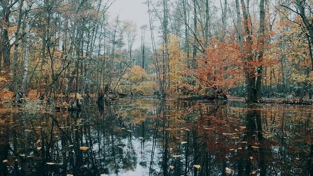 herbstliche Landschaft im Wald mit einem See
