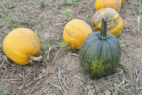 Pumpkin on the field | autumn photography