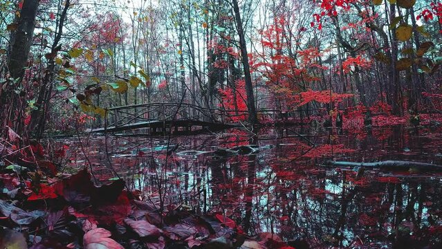 herbstliche Landschaft im Wald mit einem See