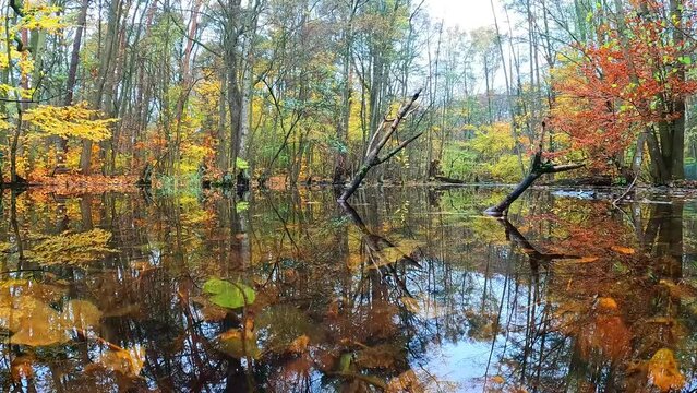 herbstliche Landschaft im Wald mit einem See