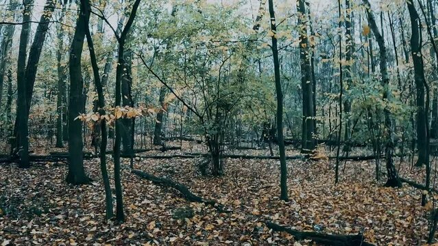 durch einen herbstlichen Wald laufen