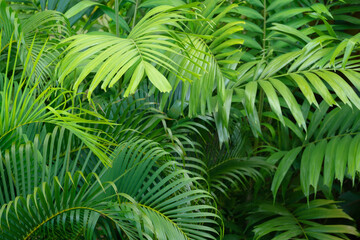top view exotic bright fresh green soft light and shadow palm leaves foliage plant background.concept for summertime,tropical forest travel,botanical design.