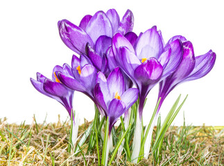 A group of isolated purple crocus flowers in the grass