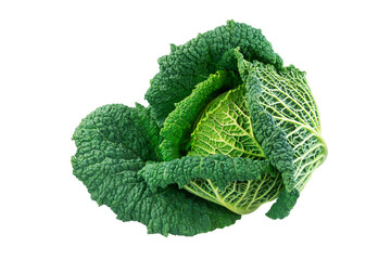 Closeup of an isolated fresh savoy cabbage head - obrazy, fototapety, plakaty