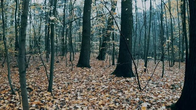 durch einen herbstlichen Wald laufen