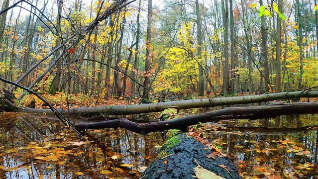 herbstliche Landschaft im Wald mit einem Fluss
