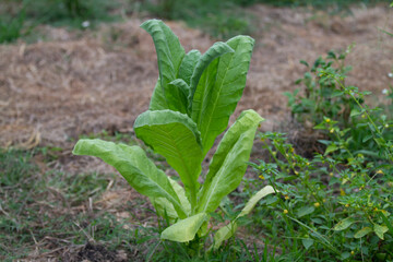 Tobacco plant growing in a garden