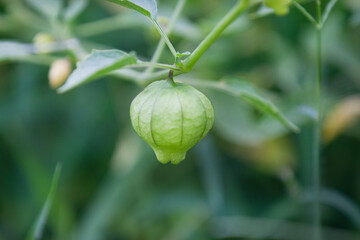 Mexican husk tomato or Tomatillo growing on the vine