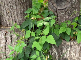 Trailing Wild Bean leaves, flowers, bean pod and vine