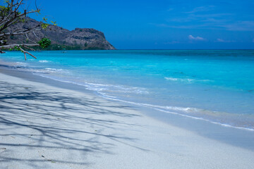beach with trees