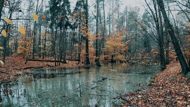 herbstliche Landschaft im Wald mit einem See