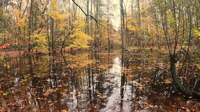 herbstliche Landschaft im Wald mit einem See