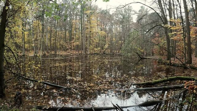 herbstliche Landschaft im Wald mit einem See