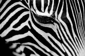 Fototapeta na wymiar Detail of a zebra's eye