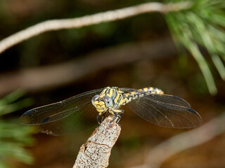 Large Pincertail dragonfly. Onychogomphus uncatus