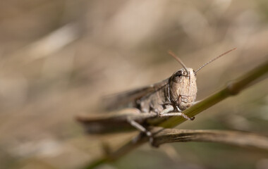 Close-up of a brown cricket hiding between dry branches. You can see the head and how the insect...