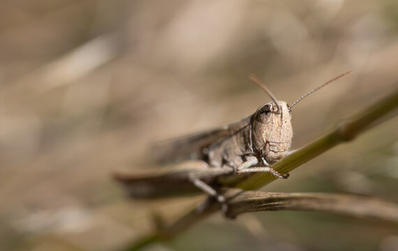 Close-up of a brown cricket hiding between dry branches. You can see the head and how the insect clings to the stalk