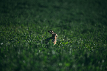 European Brown Hare. Leveret in long grass looking alert.