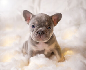 Neugeborene franz&ouml;sische Bulldoggen Welpen