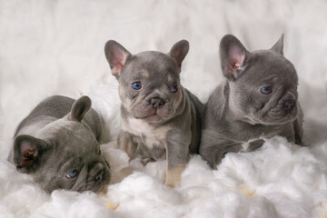 Französische Bulldogge Welpen