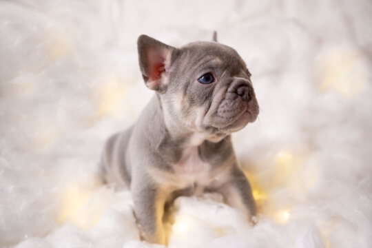 French Bulldog Puppy