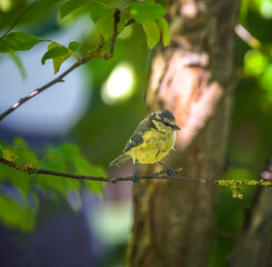 Closeup of a blue tit bird